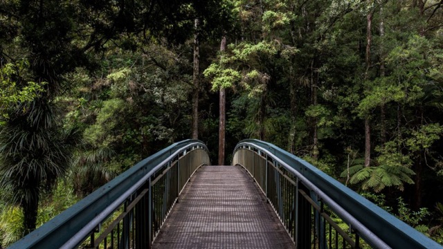 Passerelle en forêt